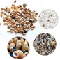 Sea Shells Mixed Beach Seashells Starfish for Beach Theme Party Wedding Decorations DIY Crafts Candle Making Fish Tank Vase Fillers Home Decorations Supplies,100 PC
