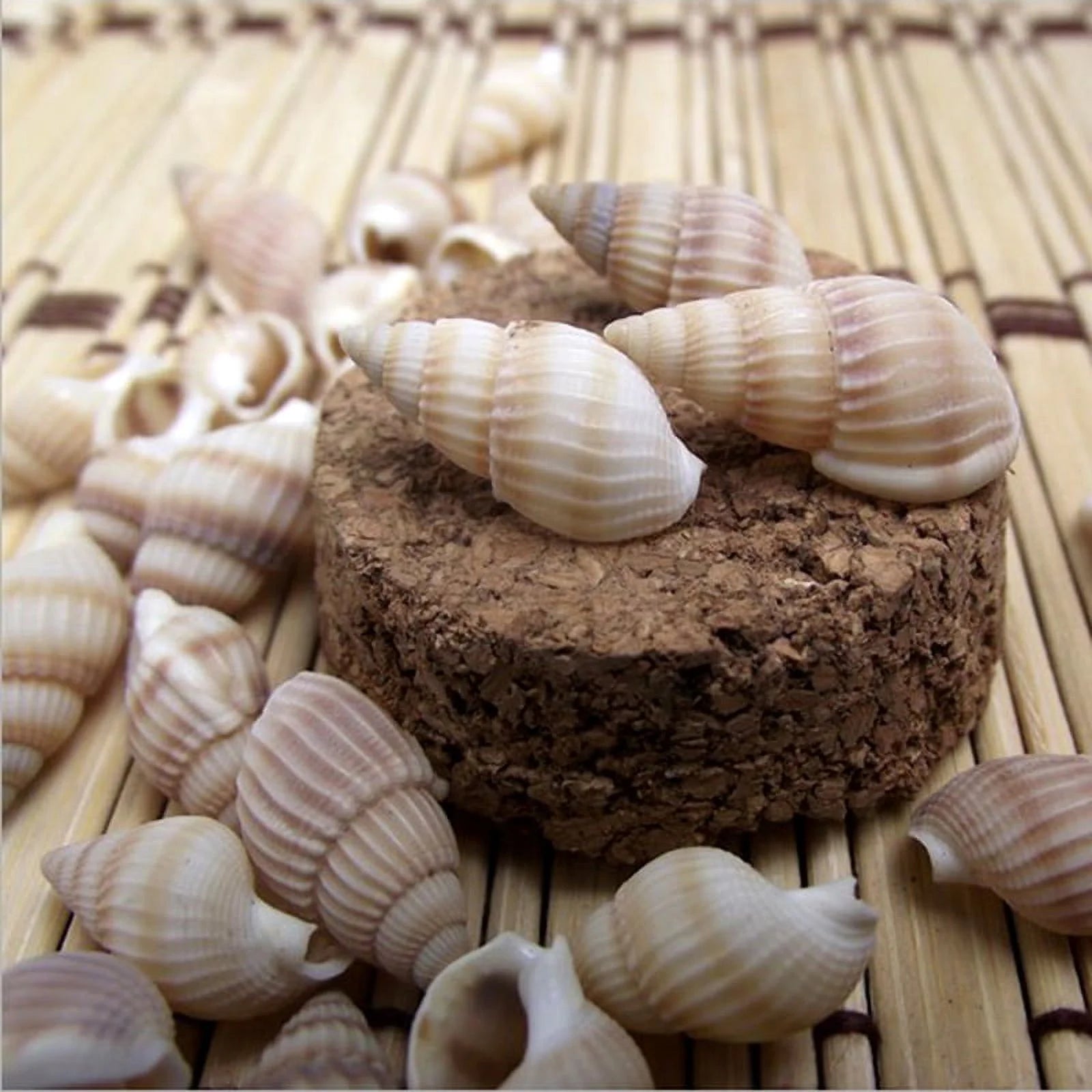 Sea Shells Mixed Beach Seashells Starfish for Beach Theme Party Wedding Decorations DIY Crafts Candle Making Fish Tank Vase Fillers Home Decorations Supplies,100 PC
